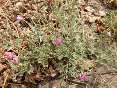 Sphaeralcea mendocina