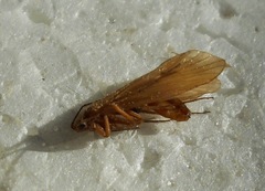 Drusinae