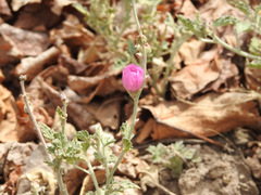 Sphaeralcea mendocina