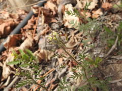 Descurainia erodiifolia