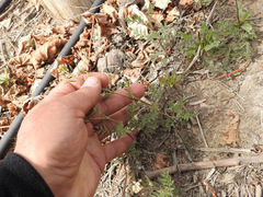 Descurainia erodiifolia