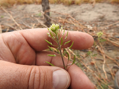 Descurainia erodiifolia