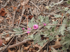 Sphaeralcea mendocina