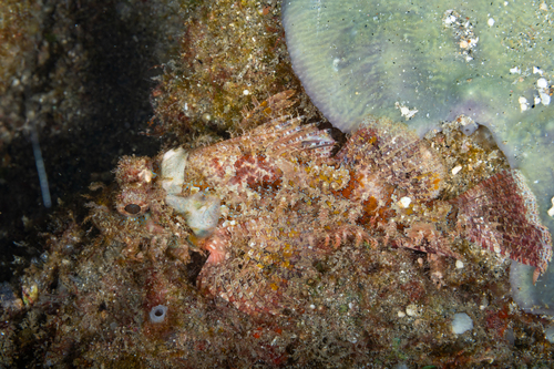 Scorpaenopsis papuensis observed 2025-02-23