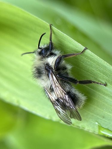 Sanderson's Bumble Bee photo 5
