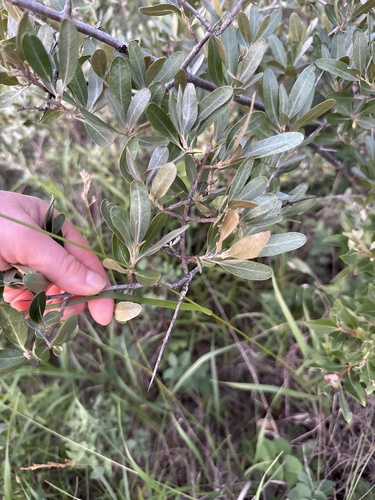silver buffaloberry