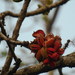 Sterculia villosa - Photo (c) Saniya Chaplod, algunos derechos reservados (CC BY-NC), uploaded by Saniya Chaplod