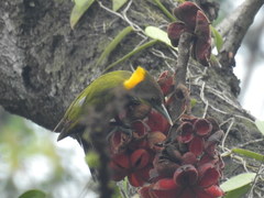 Chrysophlegma flavinucha