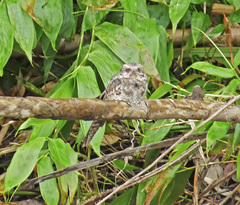 Hydropsalis climacocerca