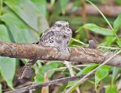 Hydropsalis climacocerca