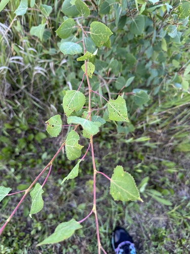 quaking aspen
