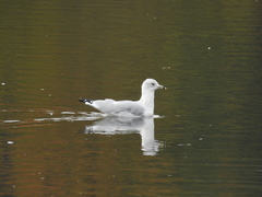 Larus delawarensis
