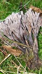 Thelephora anthocephala