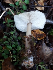 Rhodocollybia asema