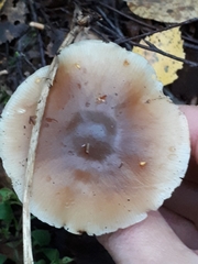 Rhodocollybia asema