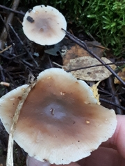 Rhodocollybia asema