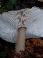 Rhodocollybia asema