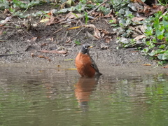 Turdus migratorius