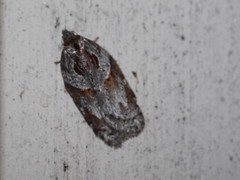 Acleris maculidorsana