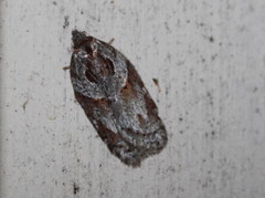 Acleris maculidorsana