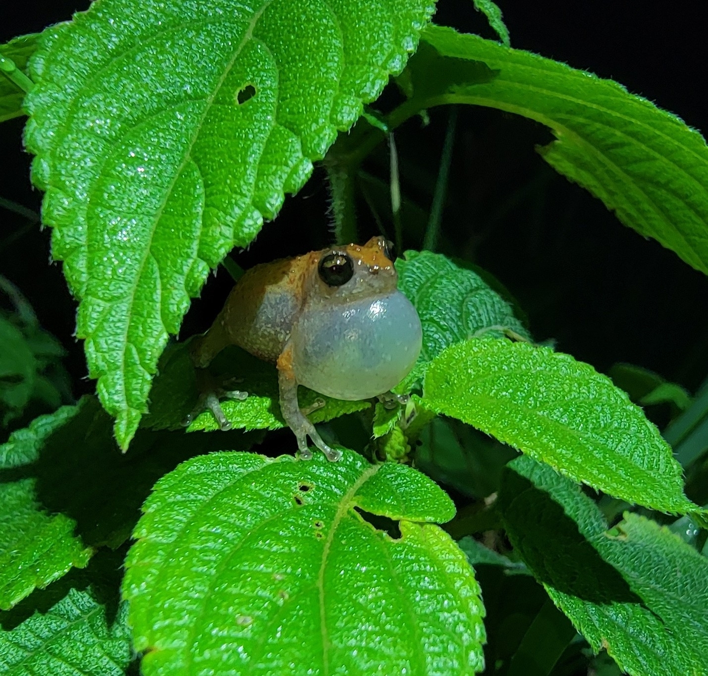 Munnar Common Bush Frog