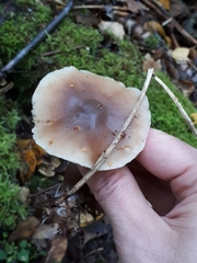 Rhodocollybia asema