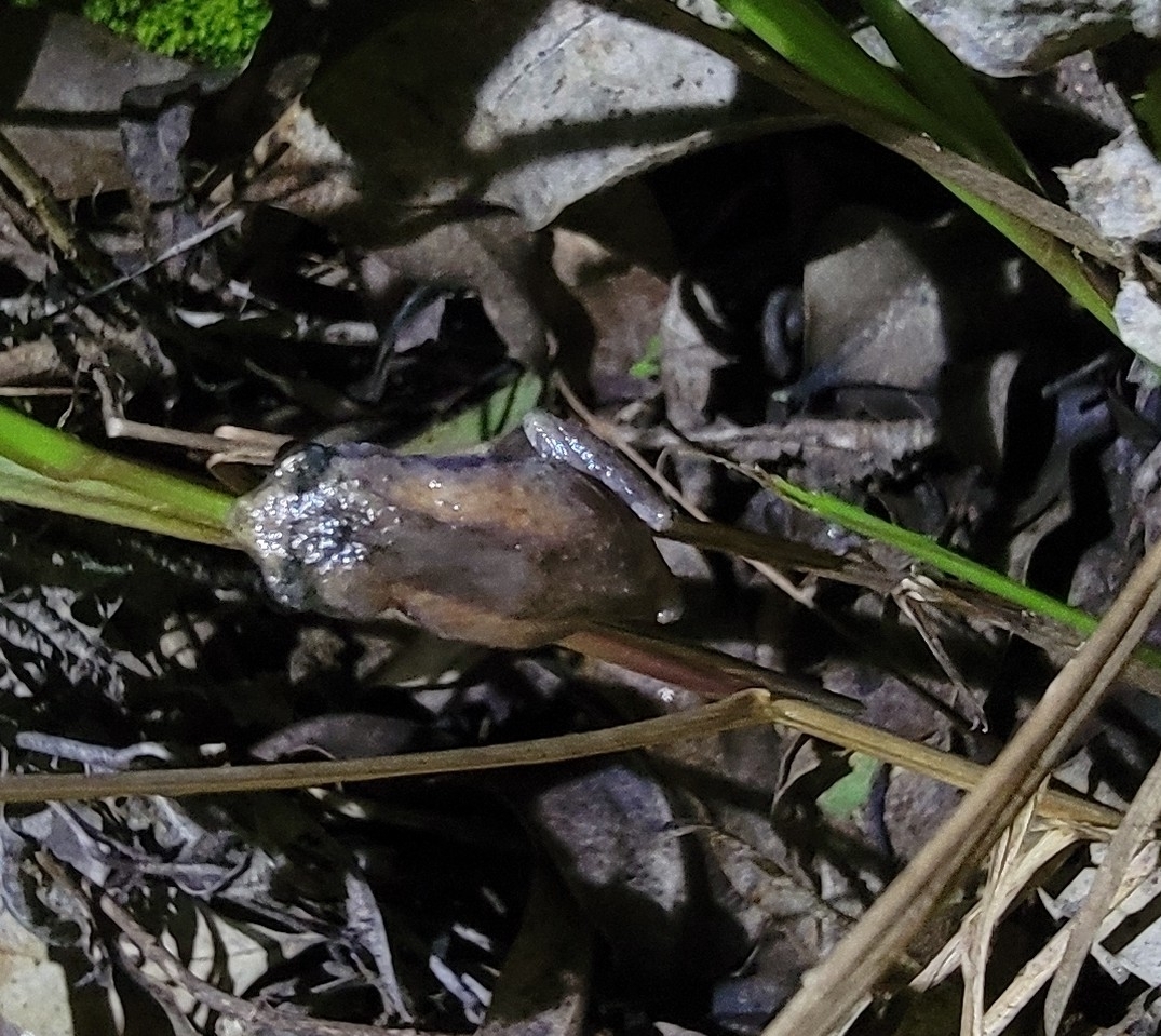 Munnar Common Bush Frog