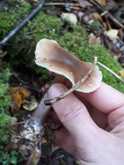 Rhodocollybia asema