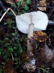 Rhodocollybia asema