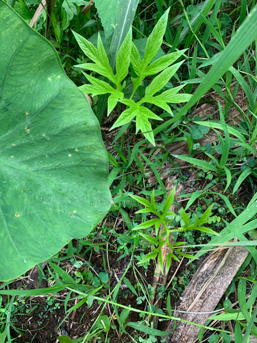 Tacca leontopetaloides observed 2021-06-02
