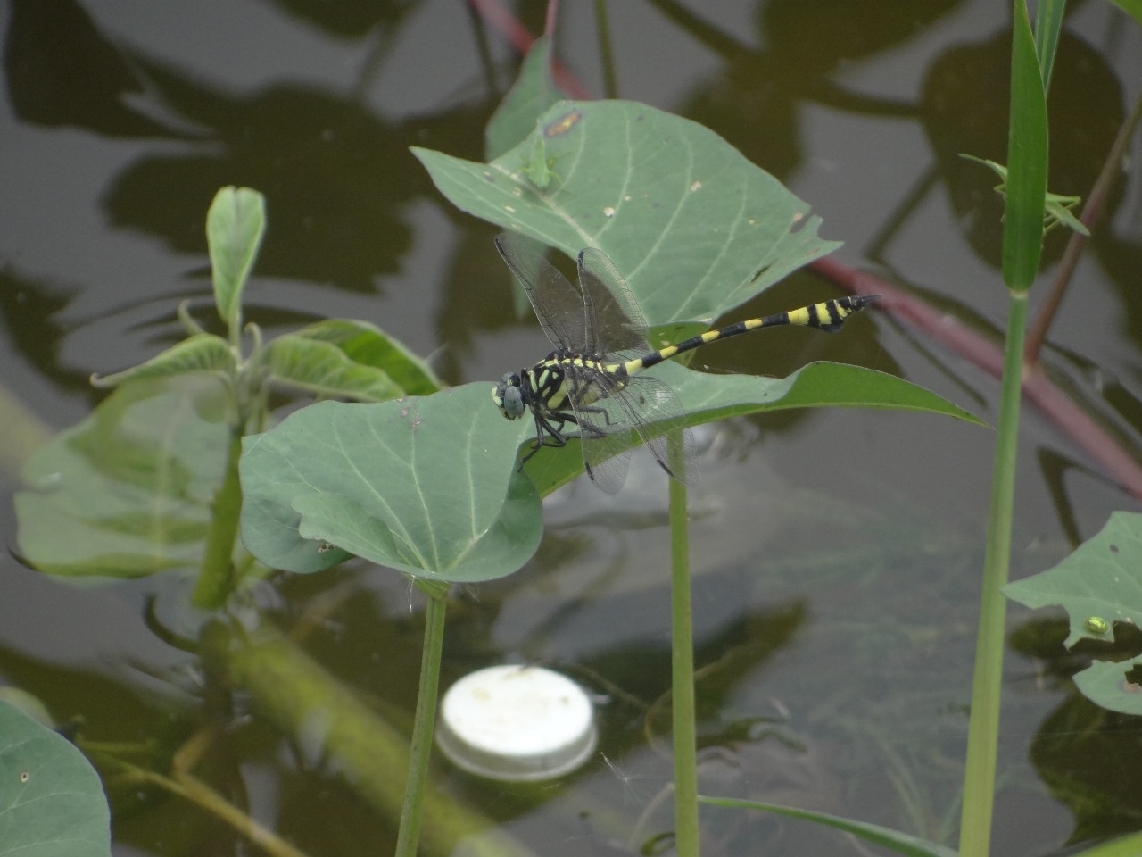 Indian Common Clubtail