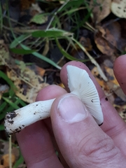 Russula betularum