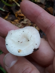 Russula betularum