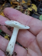 Russula betularum