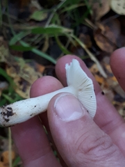 Russula betularum