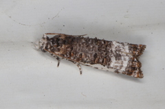 Phricanthes asperana