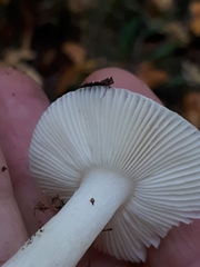 Russula betularum