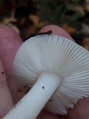 Russula betularum