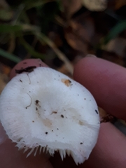 Russula betularum