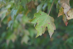 Acericecis ocellaris