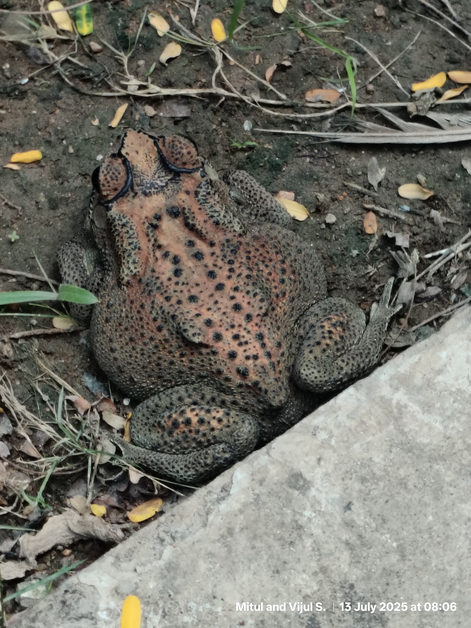Indian Common True Toad