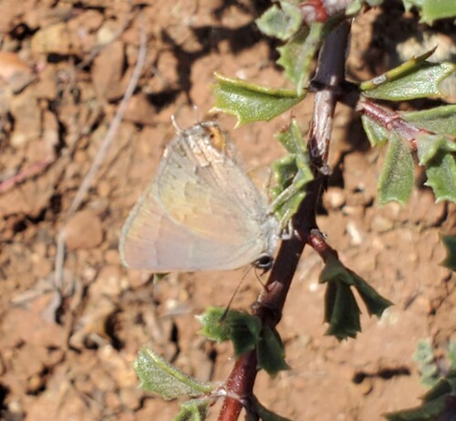 Hedgerow Hairstreak photo 6