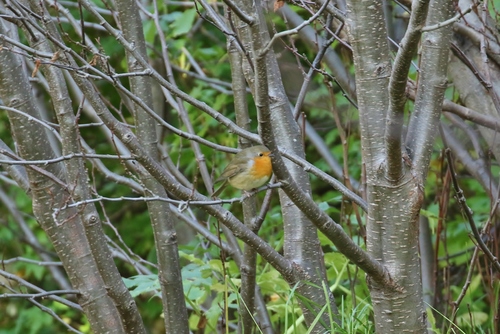 červienka obyčajná (Erithacus rubecula)