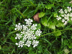 Daucus carota