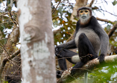 Black-Shanked Douc Langur photo 4