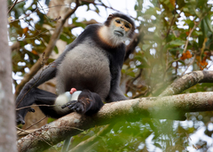 Black-Shanked Douc Langur photo 2