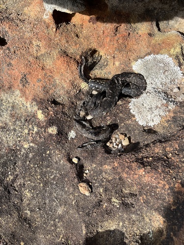 Diamond Python sighting