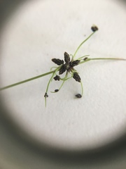 Isolepis sepulcralis