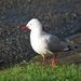 Red-billed Gull - Photo (c) Tan Kok Hui, some rights reserved (CC BY-NC), uploaded by Tan Kok Hui