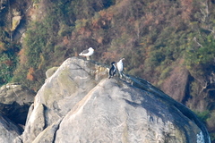 Leucocarbo chalconotus